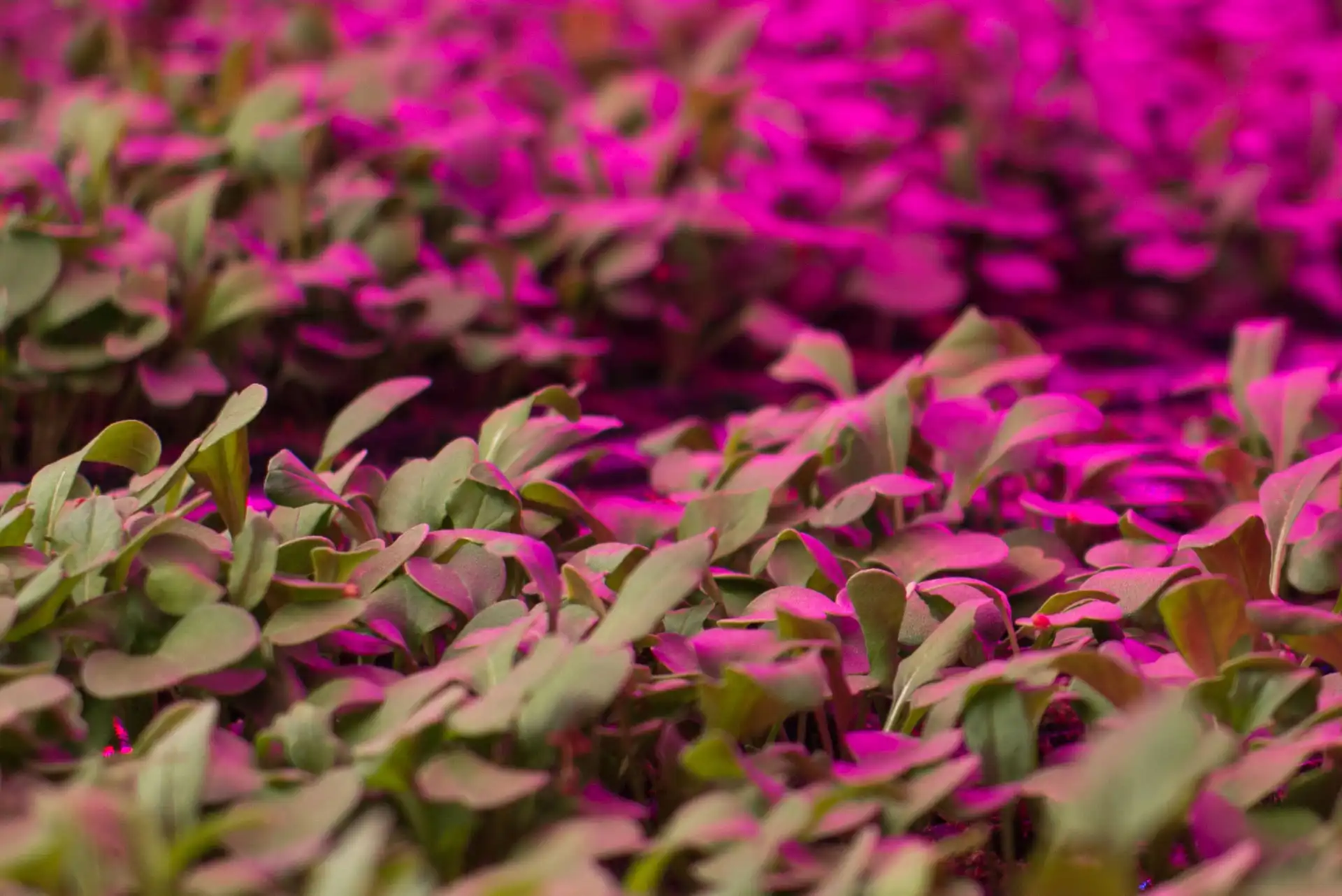 Optimizing Lighting for Vertical Farming