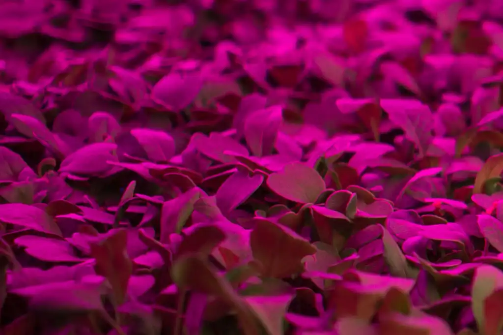 Growing with Precision: How to Use Sensors in Vertical Farming?
